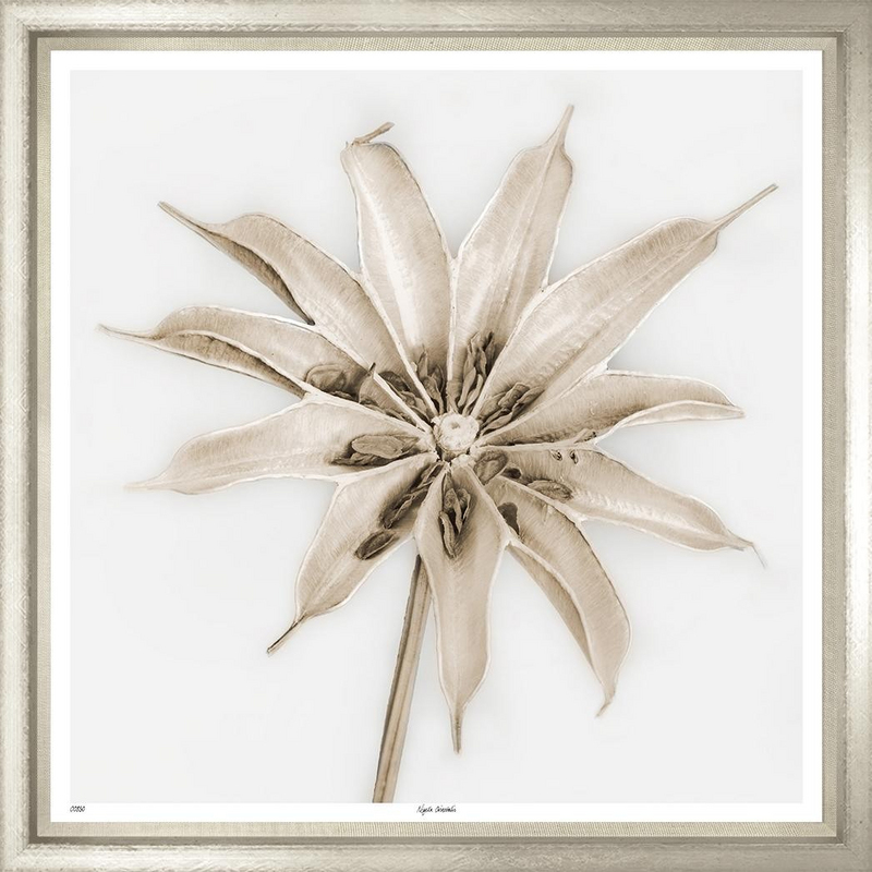 Художественный принт Nigella   Trowbridge TSS850-R-1-624L - photo 1