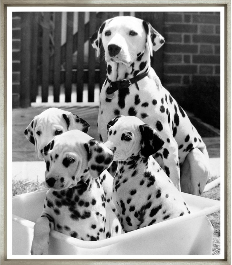 Художественный принт  Family Pawtrait TG-3019-G-1-424 Trowbridge