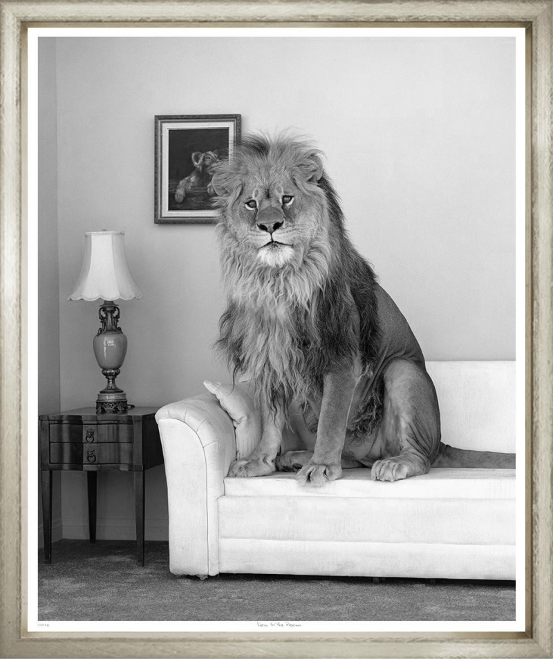 Художественный принт  Lion In The Room TG-2469-M-1-624 Trowbridge